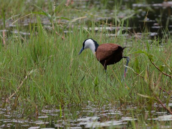 <h3><a href="/trips/tanzania/biota/animalia/chordata/aves/024 charadriiformes/012 jacanidae/actophilornis africanus/actophilornis africanus-nl.html">Actophilornis&nbsp;africanus</a> / African&nbsp;jacana / Lelieloper</h3>OM-1 Mark II met OLYMPUS M.150-400mm F4.5, 1/2000 sec  bij F4.5, ISO 800, afstand 34.4&nbsp;m